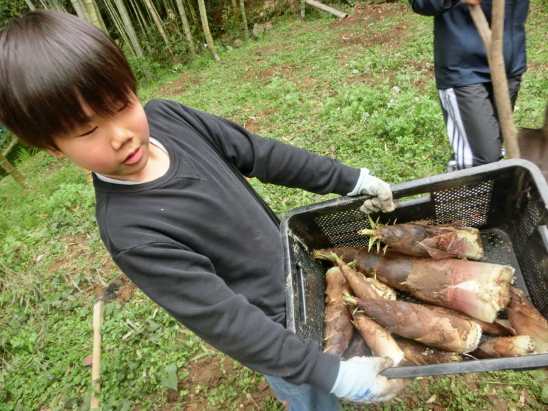 春だ！タケノコだ！カミングだ！【カミング】